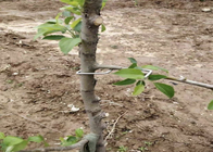 13CM Length Galvanized Tree Branch Pressing Tool Furit Trees Use