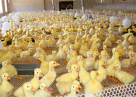 Wear Resistance Plastic Poultry Netting For Chicken Duck Feeding And Animal Protect